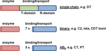 V-RING Requirement of Peptidyl-Prolyl Cis/Trans isomerases and ... - Frontiers fcimb-12-938015-g001.jpg  