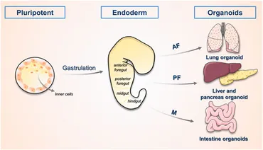 健康・医学 The Liver: Biology and Pathobiology 5th The Liver: Biology and Pathobiology: Arias, Irwin M., Alter