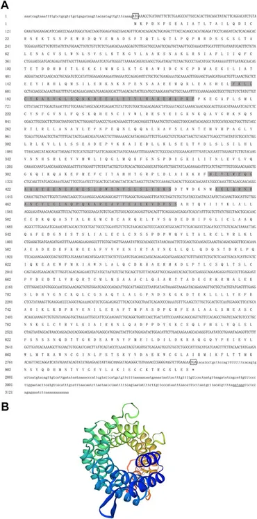 Frontiers | Identification and functional analysis of Tex11