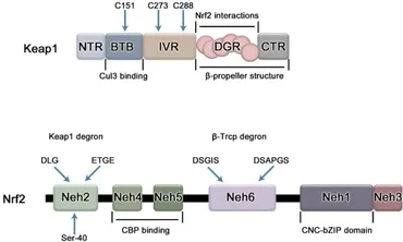 purotandim nrf2  2個 Nrf2: A promising therapeutic target in bone-related