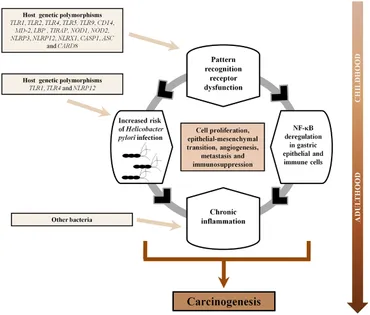 Frontiers | Pattern-Recognition Receptors and Gastric Cancer