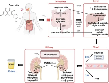 Frontiers | Protective effect of quercetin on kidney