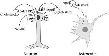 Frontiers | HFE gene variants, iron, and lipids: a novel