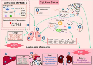 Frontiers | Cytokine storm-calming property of the isoquinoline