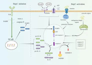 Frontiers | NLRP3 inflammasome in digestive diseases: From