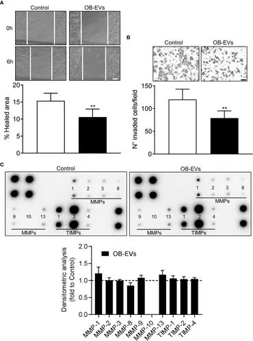 Frontiers | Effects of osteoblast-derived extracellular