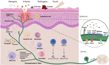 RETEN In vitro models for investigating itch - Frontiers fnmol-15-984126-g001.jpg RETEN In vitro models for investigating itch - Frontiers fnmol-15-984126-g001.jpg