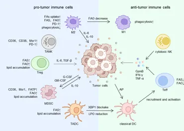 レオン様 Frontiers | The role of lipid metabolism in tumor immune