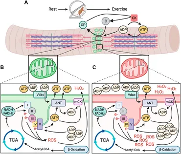 中村 Frontiers | Biomarkers of lymph node metastasis in