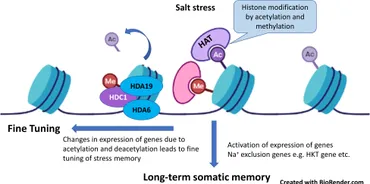 【kaiii】 Frontiers | Salt stress proteins in plants: An overview