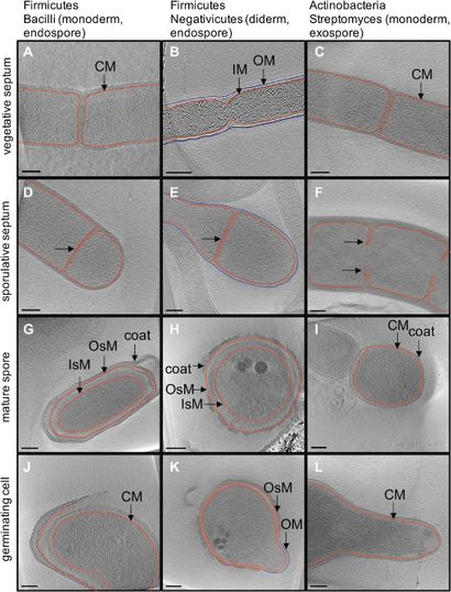 purpose of endospores