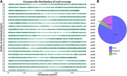りん Frontiers | Comparative transcriptome responses of leaf and