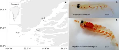 RETEN Sinking krill carcasses as hotspots of microbial carbon ... - Frontiers fmars-09-1019727-g001.jpg RETEN Sinking krill carcasses as hotspots of microbial carbon ... - Frontiers fmars-09-1019727-g001.jpg