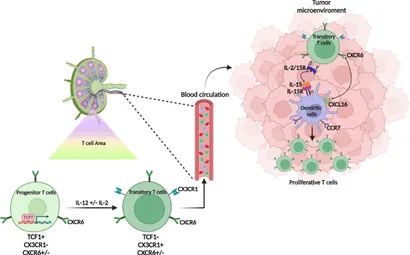 Frontiers | CXCR6 expressing T cells: Functions and role in