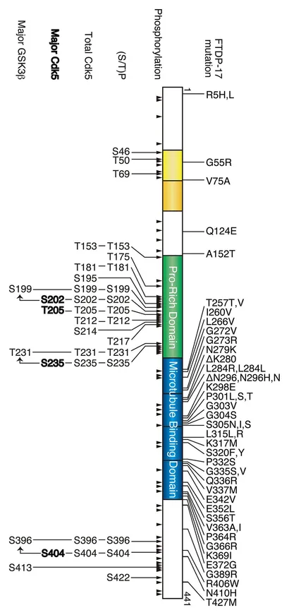 fnmol-07-00065-g001.jpg