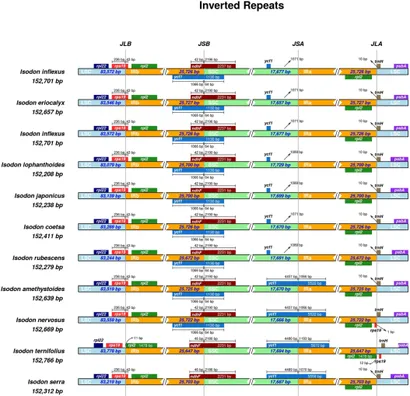 Frontiers | Comparative analysis of medicinal plant Isodon
