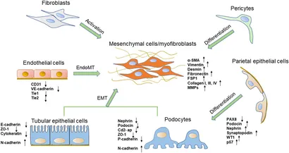 Frontiers | Cellular phenotypic transitions in diabetic