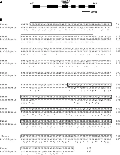 レイチューン Gene Amazon.com: Qiape Voltage Regulator Rectifier Y0302-02A8