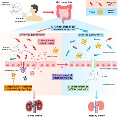 その他 Aki Mitochondria bridge HIF signaling and ferroptosis blockage