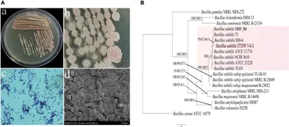洋書 bacillus subtilis Bacillus subtilis - Wikipedia