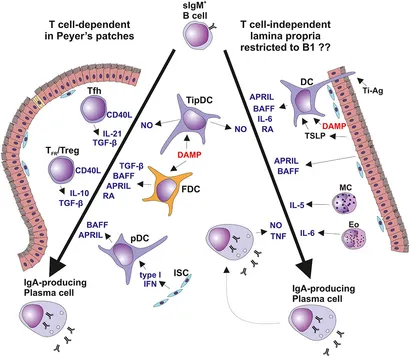 Frontiers | IgA Nephropathy: Pleiotropic impact of Epstein