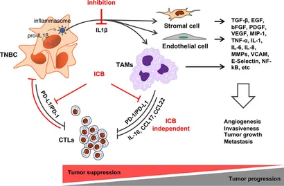 健康・医学 Preneoplasia of the Breast The Breast | ScienceDirect