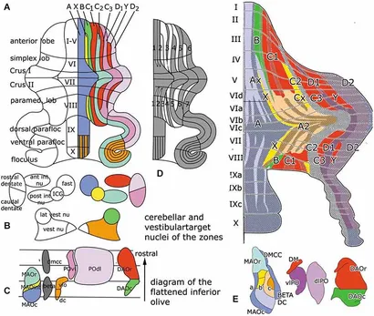 Fab Cerebellum Processor CF プロモ 2枚 fnsys-08-00227-g001.jpg