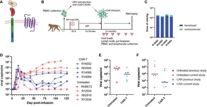 Frontiers | Assessment of anti-CD20 antibody pre-treatment