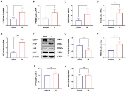 早割クーポン！ | Frontiers 2-Deoxyglucose migraine-related alleviates その他