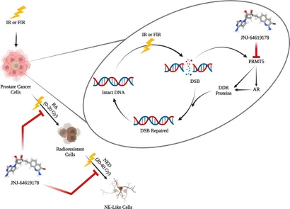 Frontiers | JNJ-64619178 radiosensitizes and suppresses