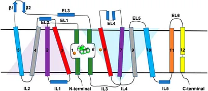 fphys-14-1150355-g001.jpg