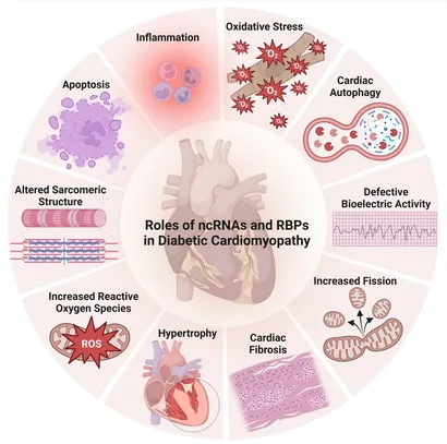Frontiers | Effects of non-coding RNAs and RNA-binding