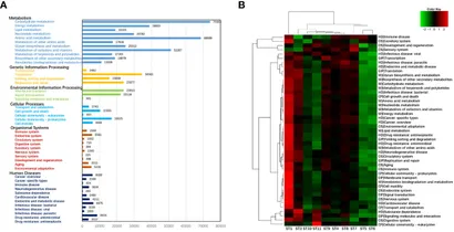Frontiers | Exploring the plankton bacteria diversity and