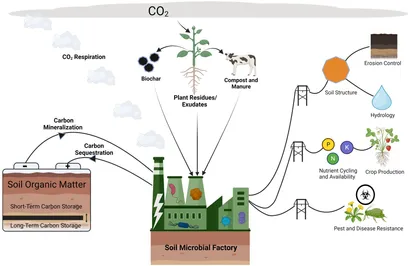 Storing Carbon in Agricultural Soils: A Multi-Purpose Environmental Strategy [ペーパーバック] Rosenberg， Norman J.; Izaurralde， Roberto C. Storing Carbon in Agricultural Soils: A Multi-Purpose