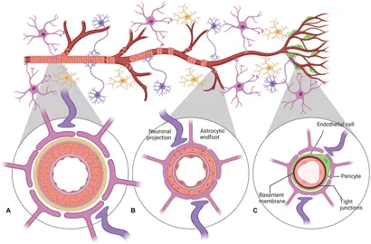 Frontiers | Development of circadian neurovascular function