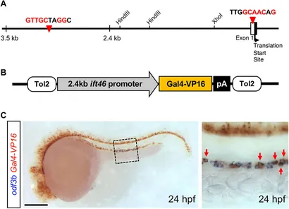 ち*ぷ様 ディアステマDiastema cf. fimbriatoloba A new member of the dynamin superfamily modulates