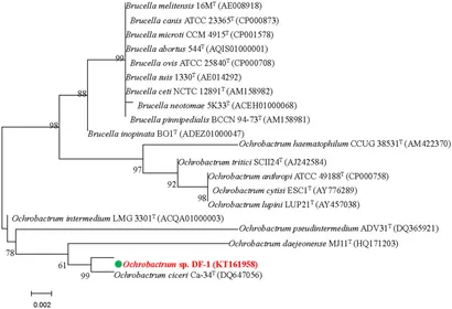 李 Frontiers | Nitenpyram biodegradation by a novel nitenpyram