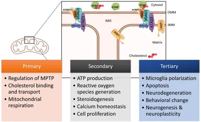 ピリオド4枚 Frontiers | Translocator protein in the rise and fall of central