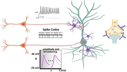 希少　Neuronal Man: The Biology of Mind Neuronal Man | Princeton University Press