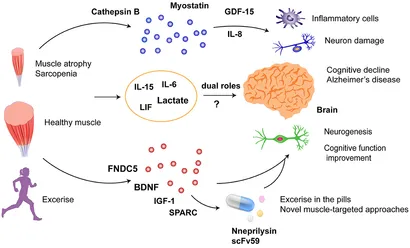Frontiers | Muscle–Brain crosstalk in cognitive impairment