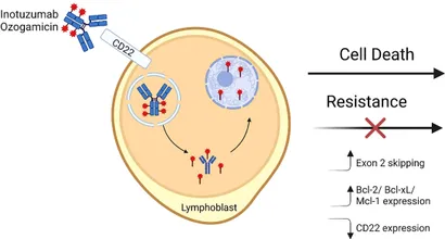 潜伏期間「Incubation.」CD ATOR-1017 (evunzekibart), an Fc-gamma receptor conditional 4