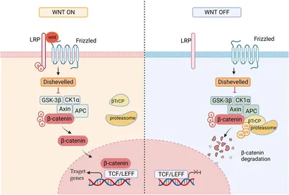 スーパーセール 半額タイムセール Frontiers with inhibitors pathway Wnt compounds: Natural | その他