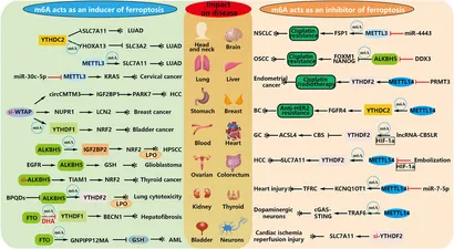 Frontiers | Correlation between RNA N6-methyladenosine and