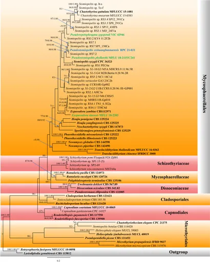 Frontiers | Exploring ascomycete diversity in Yunnan, China