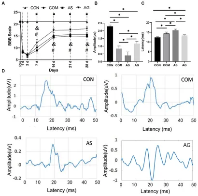 【kii】 Frontiers | Positive effect of microvascular proliferation