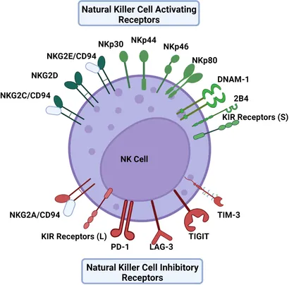 送料無料 内祝い cell NK | Frontiers subsets viral during dysfunction and 文学・小説