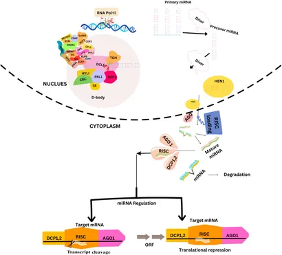 Numerical Modeling of Microbial Fate and Transport in