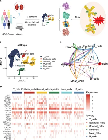 Frontiers | Single-cell disulfidptosis regulator patterns