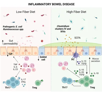 当季大流行 interplay The | Frontiers between T and diet microbiota, the その他