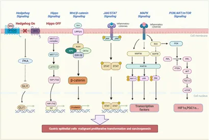 Frontiers | Inflammatory microenvironment in gastric
